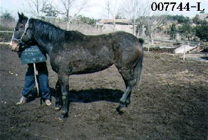 Ʈ�縱���̾����Ƽ ����