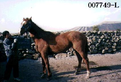 �ȸ����� ����