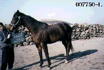 �ֵ�������Ŀ�� (ADELPHAI��S CAUSE) ����