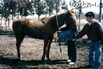 ��Ű�� (YANKEE DE) ����