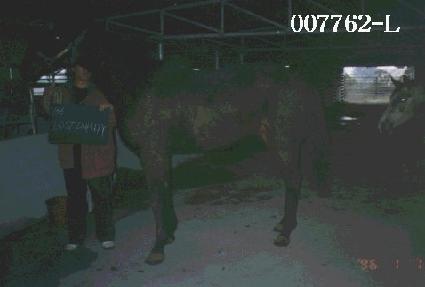 �ν�Ʈ��ǻƼ ����