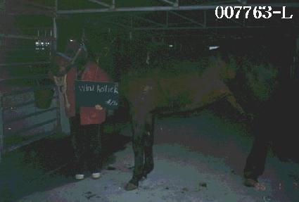 ����Ѹ� ����