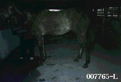 �۸ӳ�Ʈ�����̼� ����