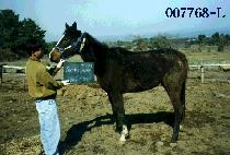 �÷�ũ���� (PLUMB CRANE) ����