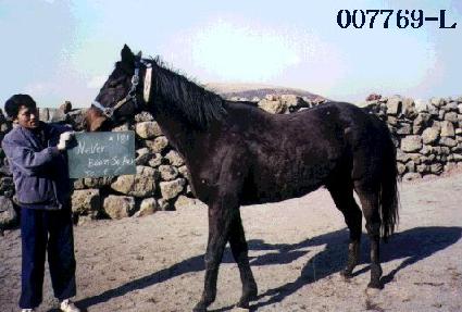 �׹������ ����