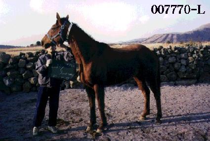 ����Ƽ���� ����