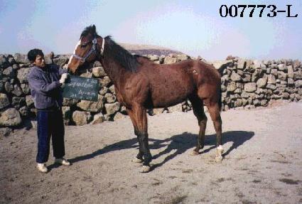 ����������� ����