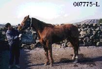 ����� (SEA DIXIE) ����