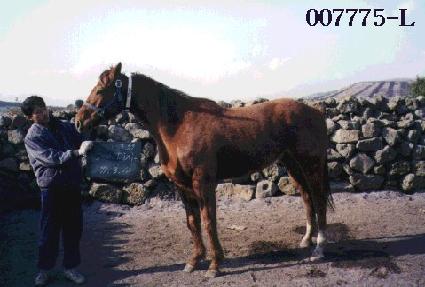 ����� ����