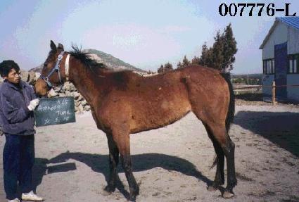 �Ƹ����� ����