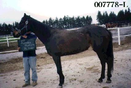 �˷���ī���̾Ƹ�� ����