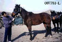 �Ķ����Ƽ (PARASOL PATTY) ����