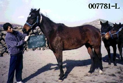 �Ķ����Ƽ ����