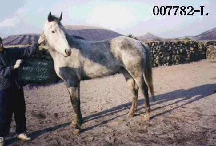 �Žñ׷��̷��̵� ����