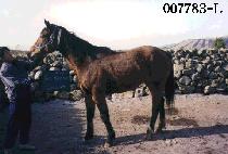 �ֹ��� (FAT BERNIE) ����