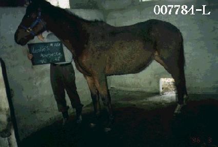 ��������� ����