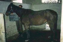 �̽���Į���Ҹ� (MISS SCALEY HALEY) ����