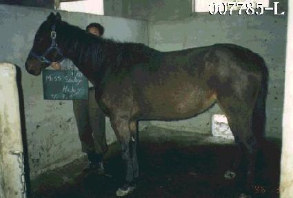 �̽���Į���Ҹ� ����