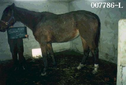 �ҳĶ���Ʈ ����