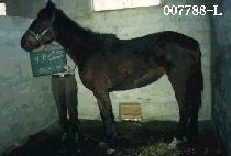 ���ǽ��� (G. P. SWOON) ����