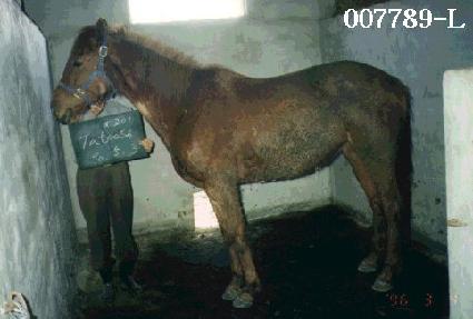 ������ ����