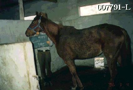 �ǿ���ƼŸ�̰� ����