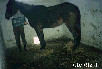 �޷�ī ����