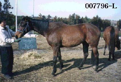 ���������� ����