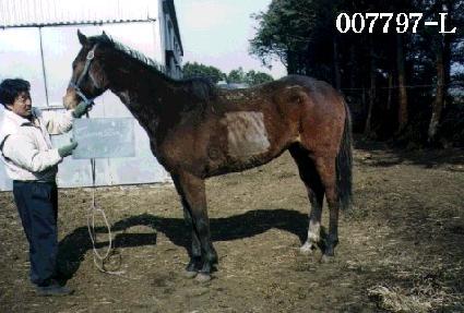 ��׻� ����