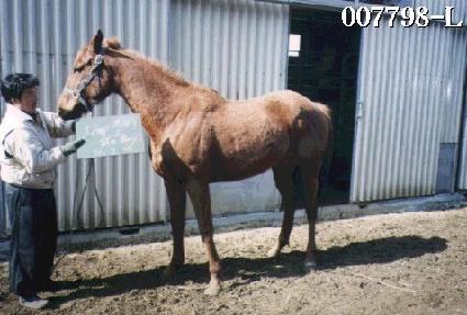 ���������� ����