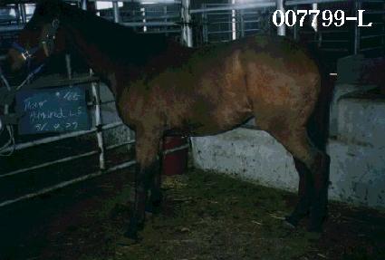 ����巹�忤���� ����