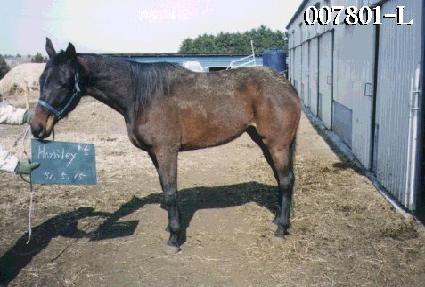 ��Ҹ� ����