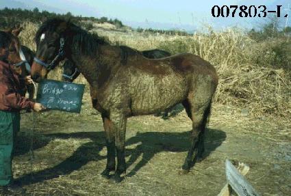 �긮�����帲�� ����