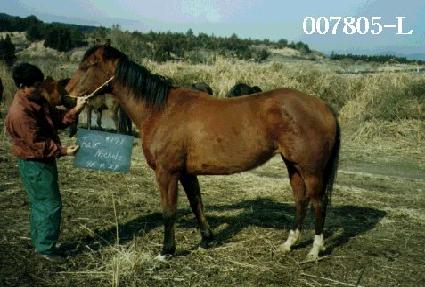 ������ ����