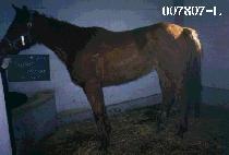 ���۳�� (SUPER NORMAL) ����