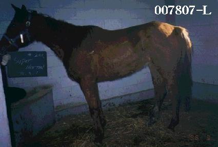 ���۳�� ����