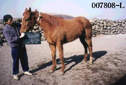 �Ƹ����ƹ�Ƽ��Ÿ ����