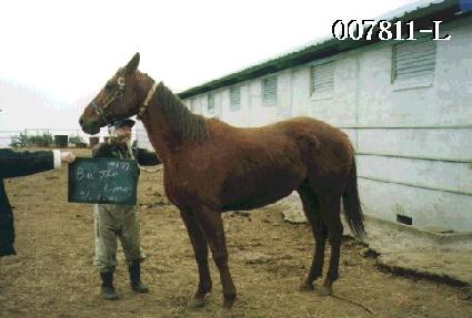 �������� ����