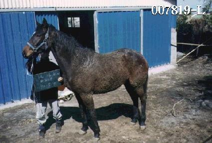 ȣȣ�� ����