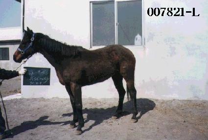 �������Ʋ�� ����