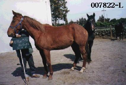 �Ʋ�뽺���� ����