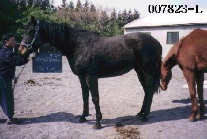 ����£������ ����