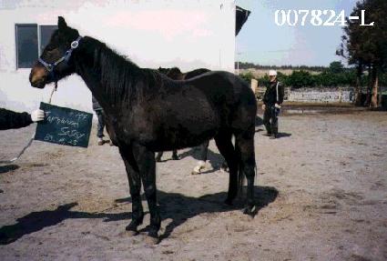 ź������ ����