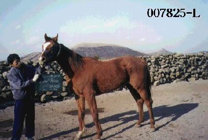 ������罺ī���� ����