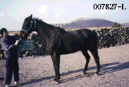 ������ ����