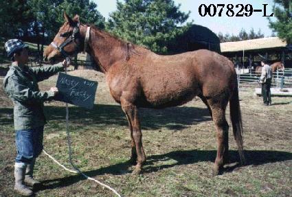 ����Ƽ�н�Ƽ ����