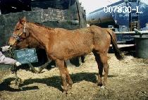 ���ι̽��׸� (LAUGHING MYSTERY) ����