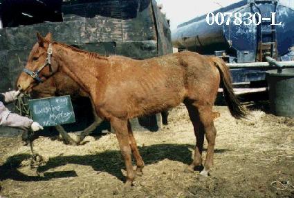 ���ι̽��׸� ����