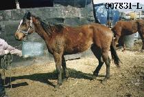 ��ũ�ж��� (PICNIC LINE) ����