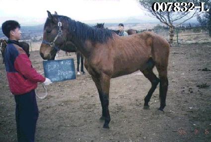 ����帲 ����